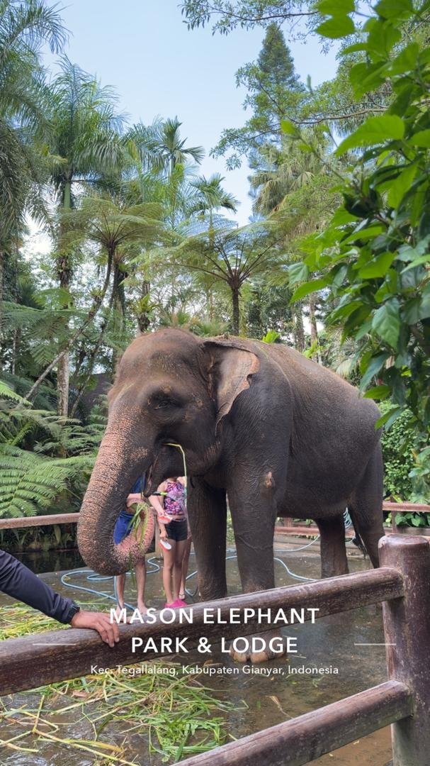 Bali - Mason Elephant Park